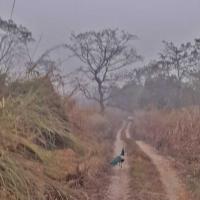jungle-safari-in-jeep 