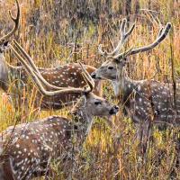 chitwan01 