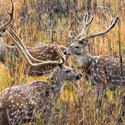 chitwan01 
