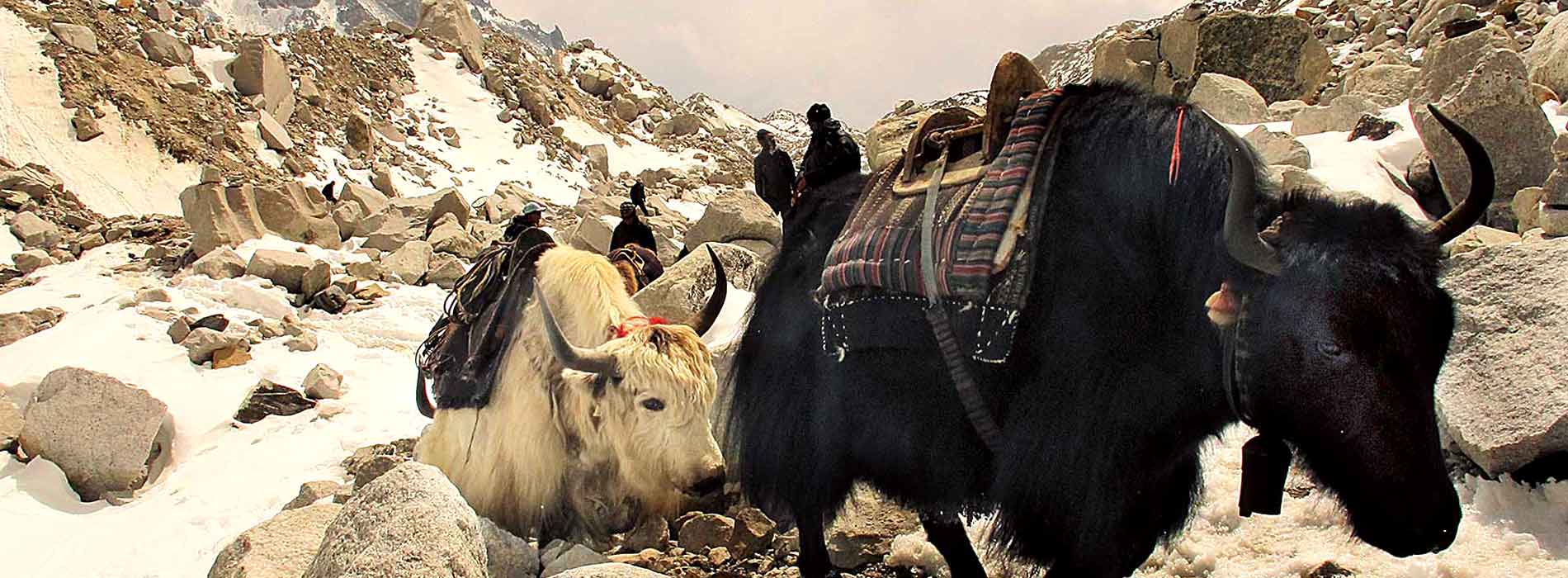 yaks-everest-trek 